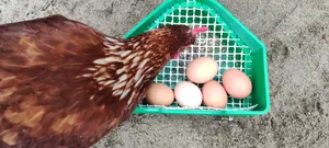 Chicken nest box