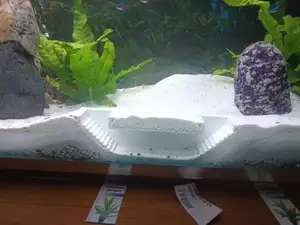 Tunnel Crevettes aquarium