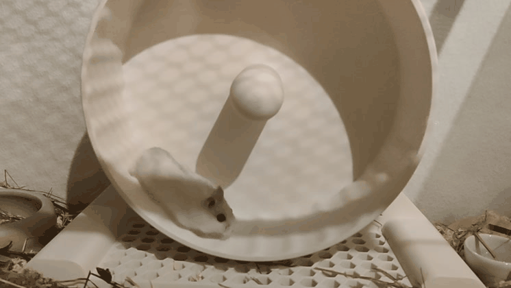 XL Hamster Laufrad mit optionaler Erhöhung / XL hamster wheel with optional elevation