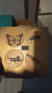 stamp bugs