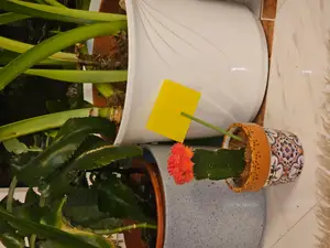 Stickers-Stick for Yellow Sticky Stickers/Cards Traps