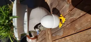 Chicken Legs Egg Cup