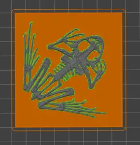 skelet frog - kostra žaby