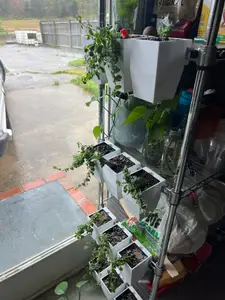 Wire Shelf Hanging Planter