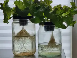 Hydroponic Net Pot Lid