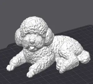 little cute poodle (kleiner Pudel)