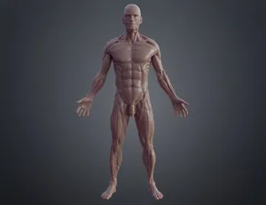 Ecorche for printing