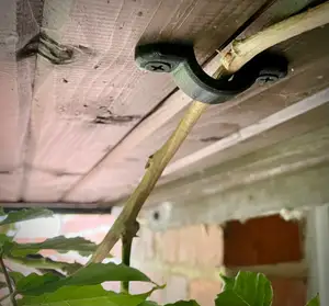 Plant hook for wall vines