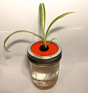 Mason Jar Hydroponics