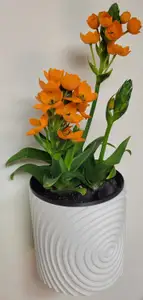Wall Vase with Integrated Water Distribution System #3