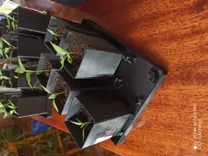 Platform for 6 seedling pots