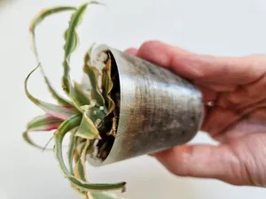 Small pot with holes