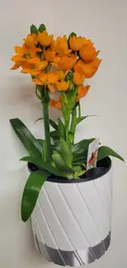 Wall Vase with Integrated Water Distribution System #2