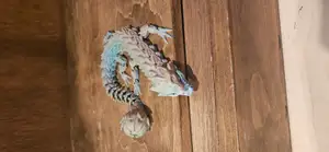 FLAIL TAIL PETAL DRAGON ARTICULATED FLEXI