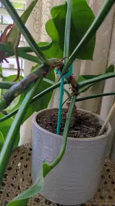 Plant Sticks