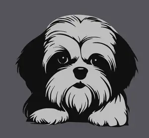 Shi Tzu 1