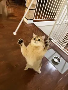 Cat toy (cat approved)