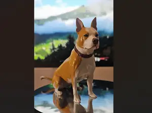 american staffordshire terrier