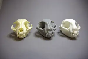 Cat skull