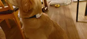 A Clip For The Tractive GPS For Dogs