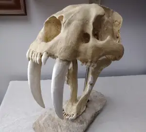 Saber-toothed Cat (Smilodon Fatalis) Skull (Life Size)