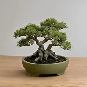 Round Bonsai Pot