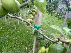 Support of fruit tree branches with adjustable height