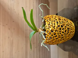 Orchid Voronoi Pot