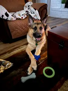 TPU Dog Bone Chew Toy