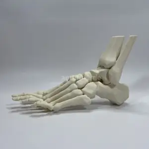 Left Foot Bones Anatomical Model