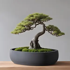 Round Bonsai Pot, Bonsai Planter