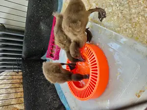 Duckling drinking bowl