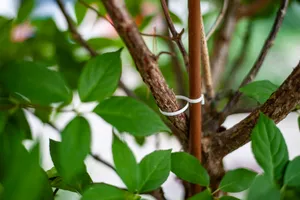 Plant clips