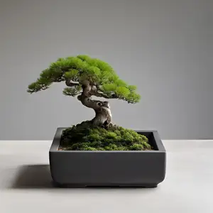 Square Bonsai Pot