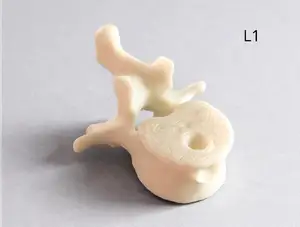 Lumbar Vertebra (L1) Keychain – Anatomy Model | Medical Student / PT / Chiropractor Gift