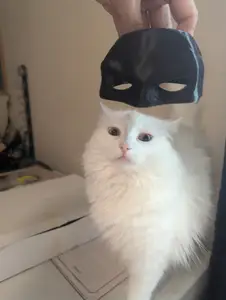 Bat Cat Batman Mask Even Easier