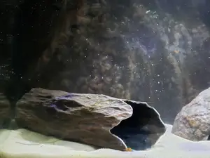 Aquarium Decoration - Wood Textured Cave - Large - Single Entrance
