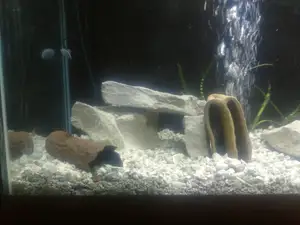 Aquarium Decoration - Wood Texture Pleco Cave - Small