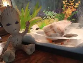 Fish Cave