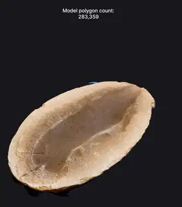 Mazon Creek Fossils - 3D Scans