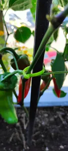 Flower / vegetables clip - simple and durable
