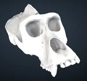 Gorilla gorilla gorilla: Cranium