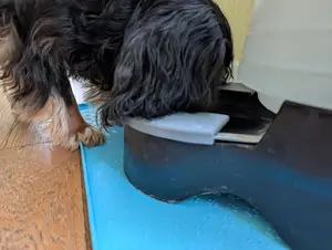 Dog Ear Guards for PetSafe Water Bowl (Spanguards)
