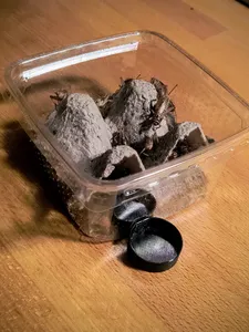 Water dish for feeding insects