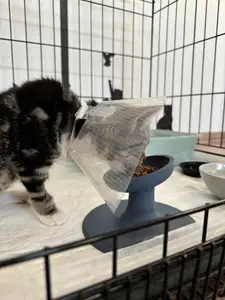 Extra-durable raised bowl for cats and kittens
