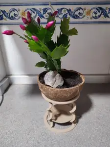 Coconut pot support with drainage plate