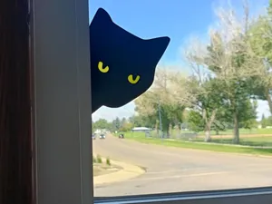 Peeking Cat