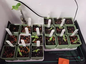 Anzucht / Saat / Aussaat * Cultivation / Seeds / sowing - NEW VERSION