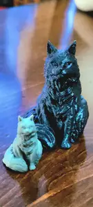 Long-haired cat
