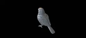 Realistic 3D Sparrow Model – High Detail Printable Bird Sculpture